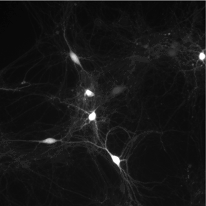ITR-syn-mKate-cre sup neurons